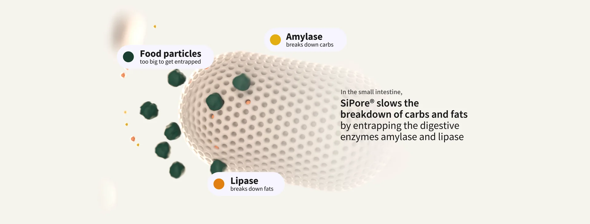 Still from the SiPore® film: food particles too big to get entrapped, the digestive enzymes amylase and lipase, and a porous SiPore® particle. In the small intestine, SiPore® slows the breakdown of carbs and fats by entrapping the digestive enzymes amylase and lipase.