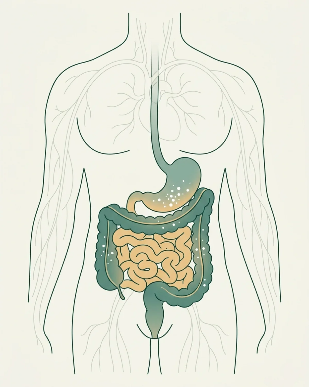Simplified human silhouette with only the gastrointestinal tract highlighted